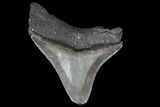Serrated, Juvenile Megalodon Tooth - Georgia #90735-1